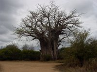 Baobab2