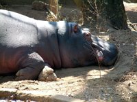 Hippo2b