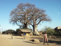 baobab 0806